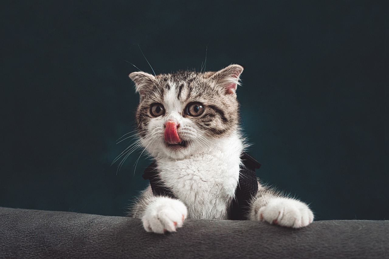 고양이2